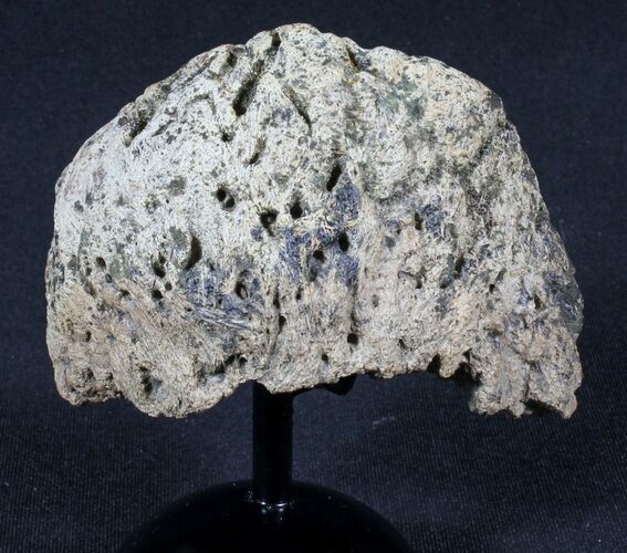 Triceratops Epijugal (Armored Cheek Plate) On Stand #39142